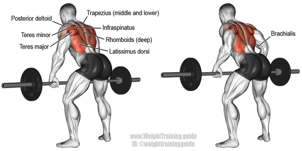 Are deadlifts and rows enough for back?