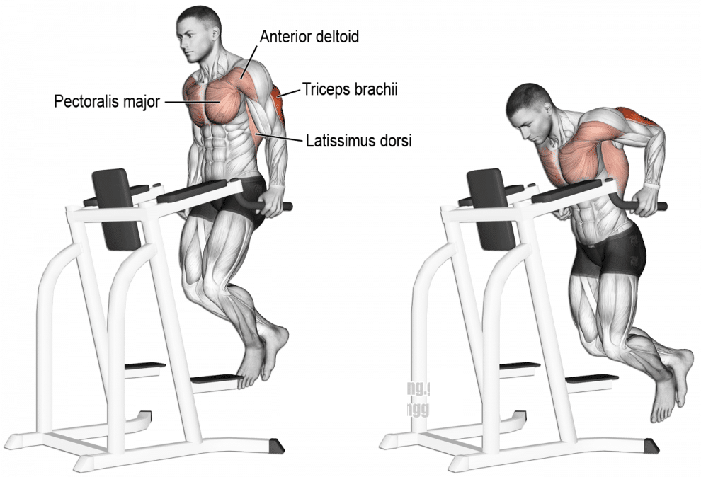 Are dips better than bench press?