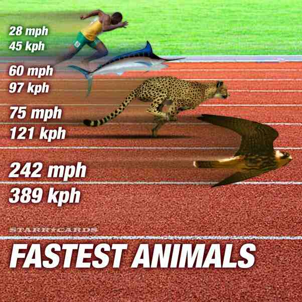 Can a human run 10 mph?