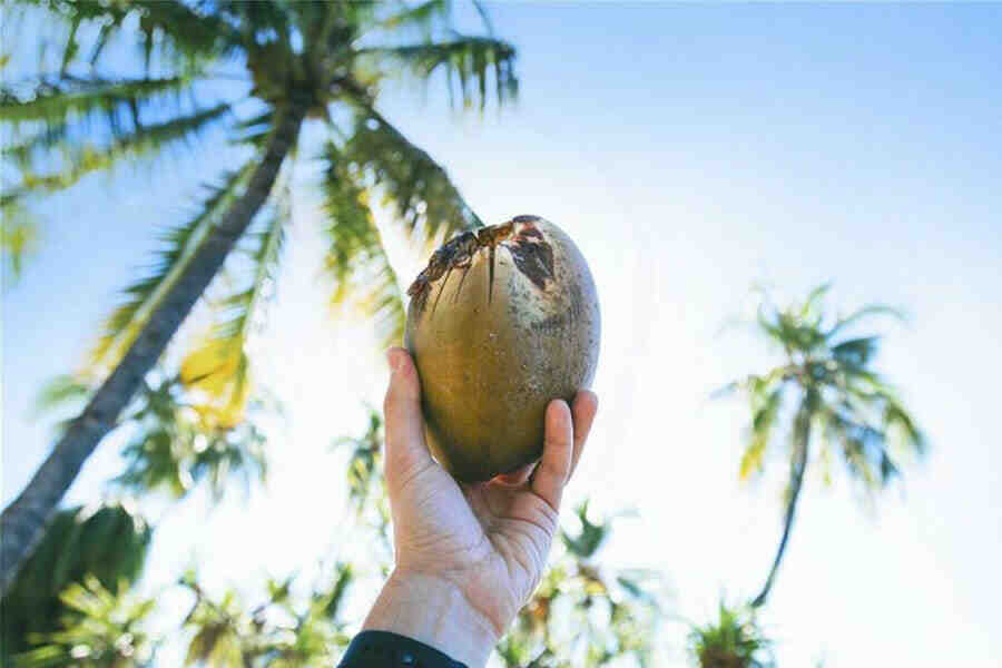 Do coconuts breathe?