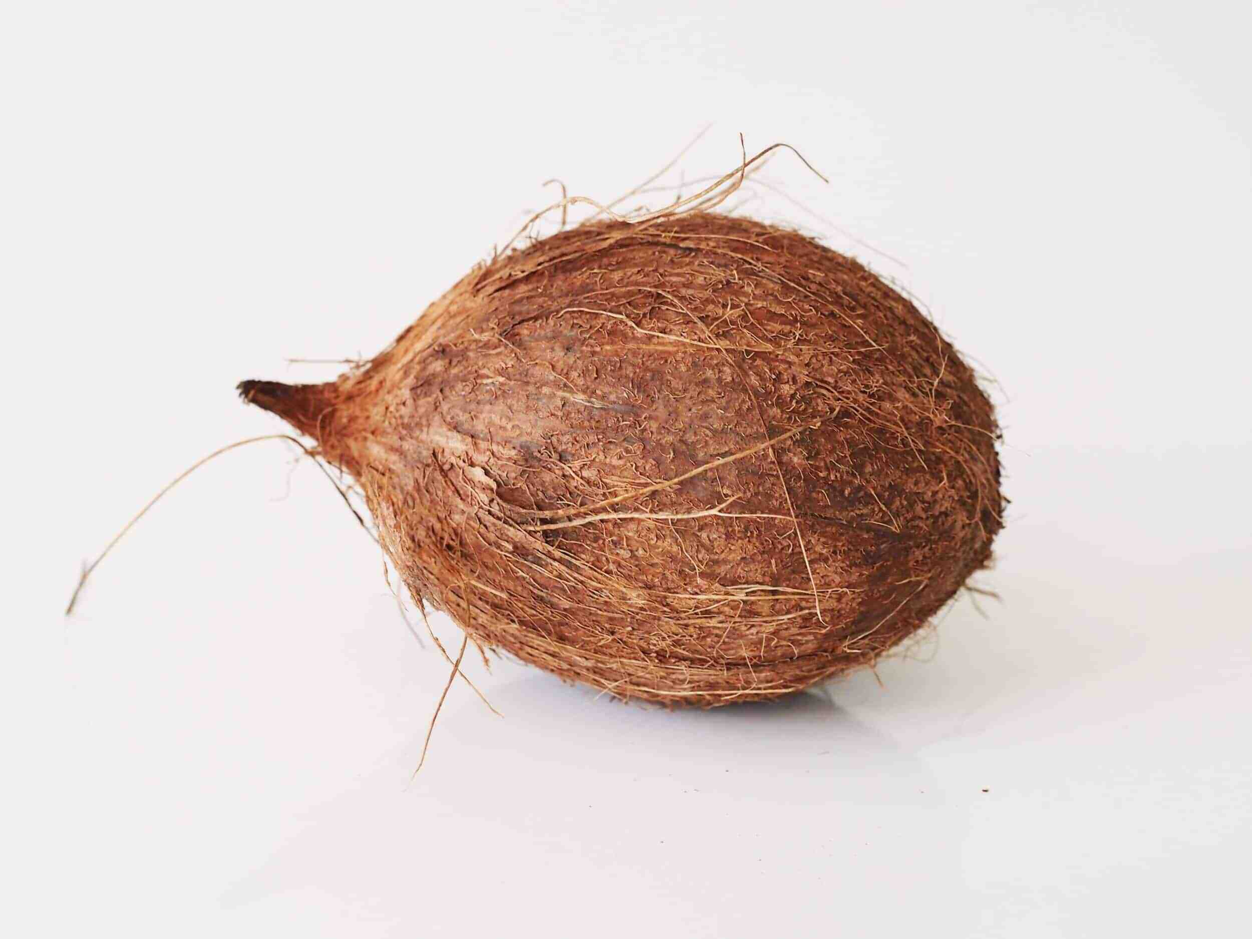 Do coconuts give live birth?