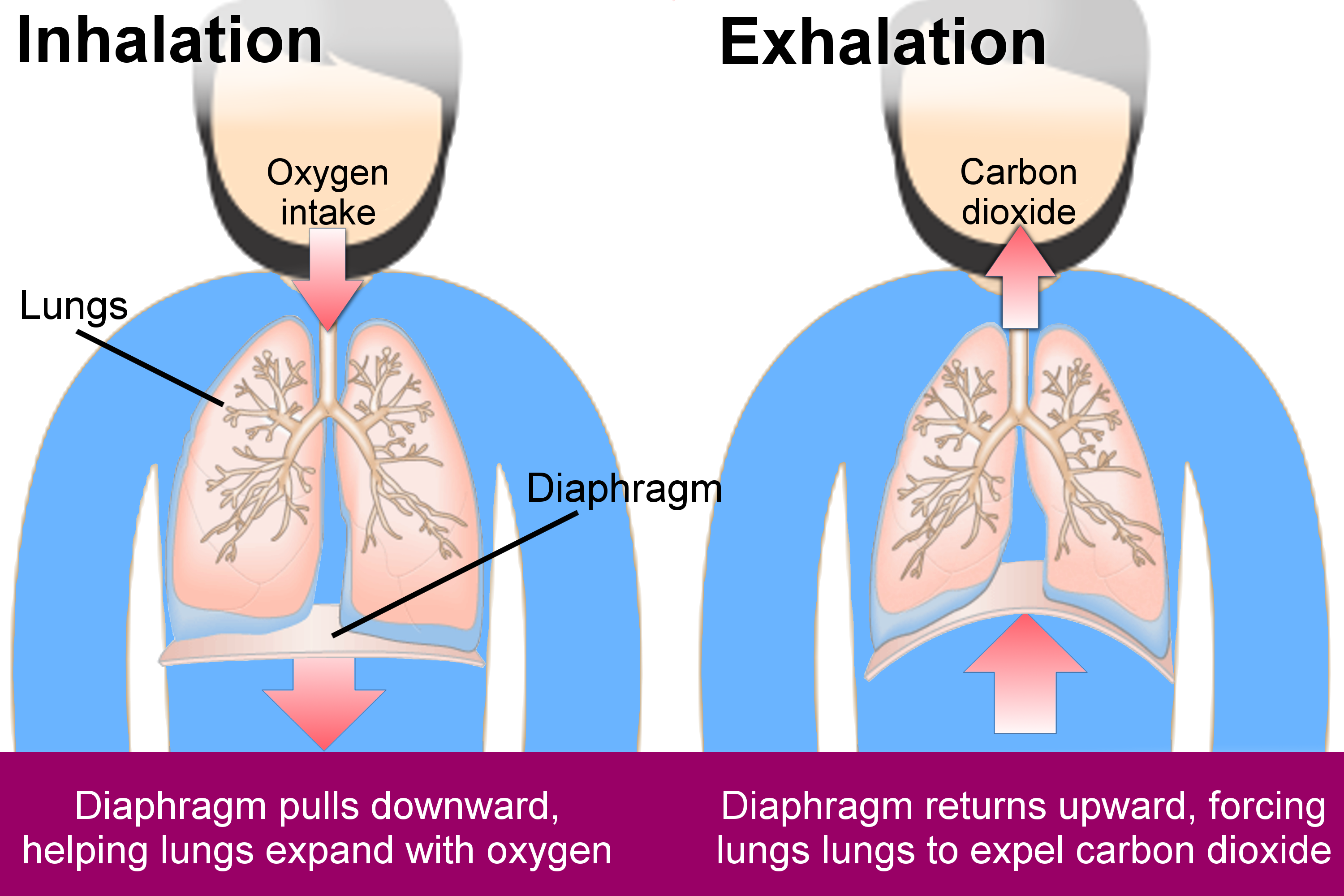 Does deep breathing improve lung function?