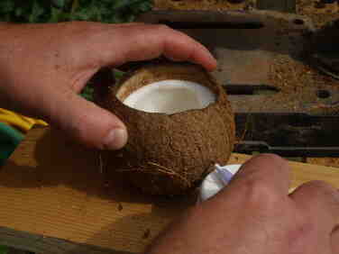 How do you bend coconut shells?