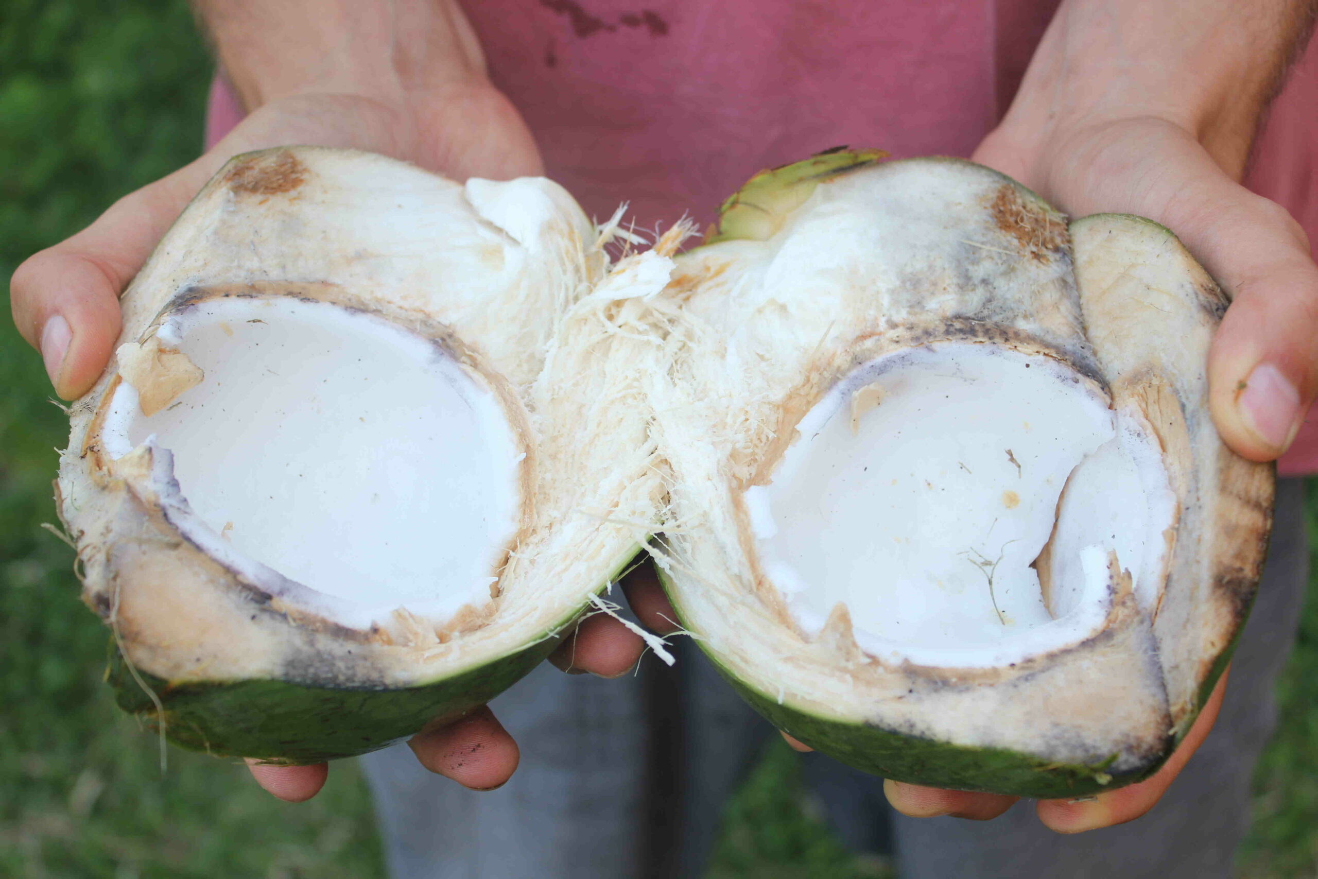 How do you cut a Costa Rican coconut?
