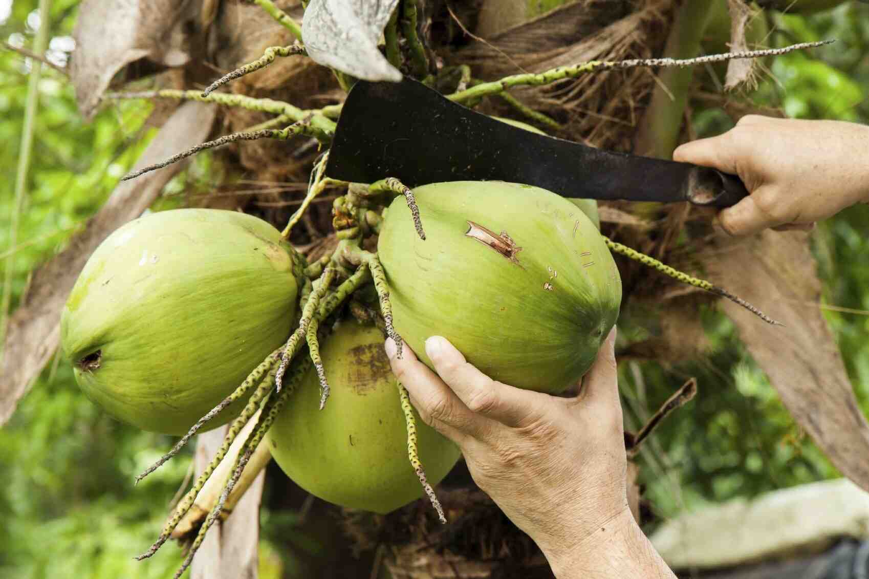 How do you get a coconut out of a tree?