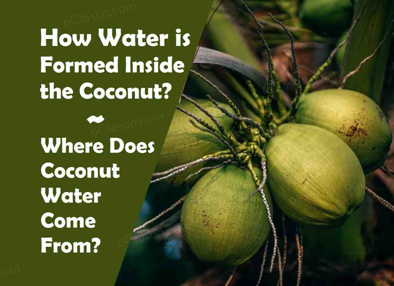 How does water go inside coconut?