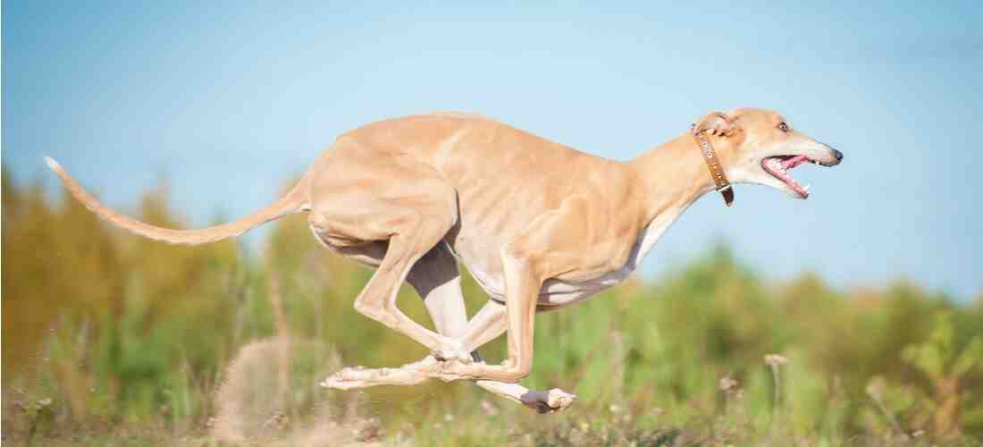 How fast can dogs run?