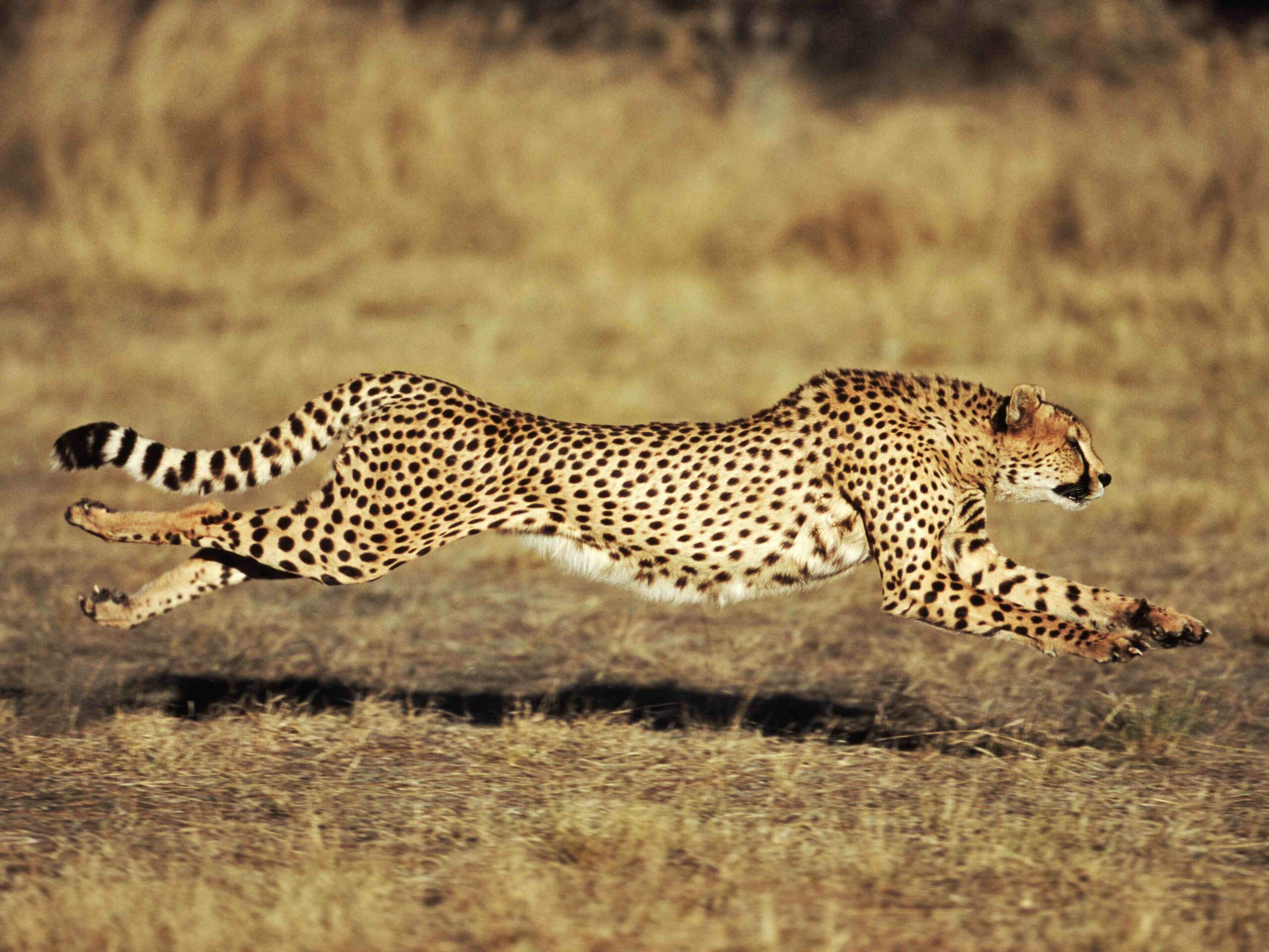 How fast is a cheetah?