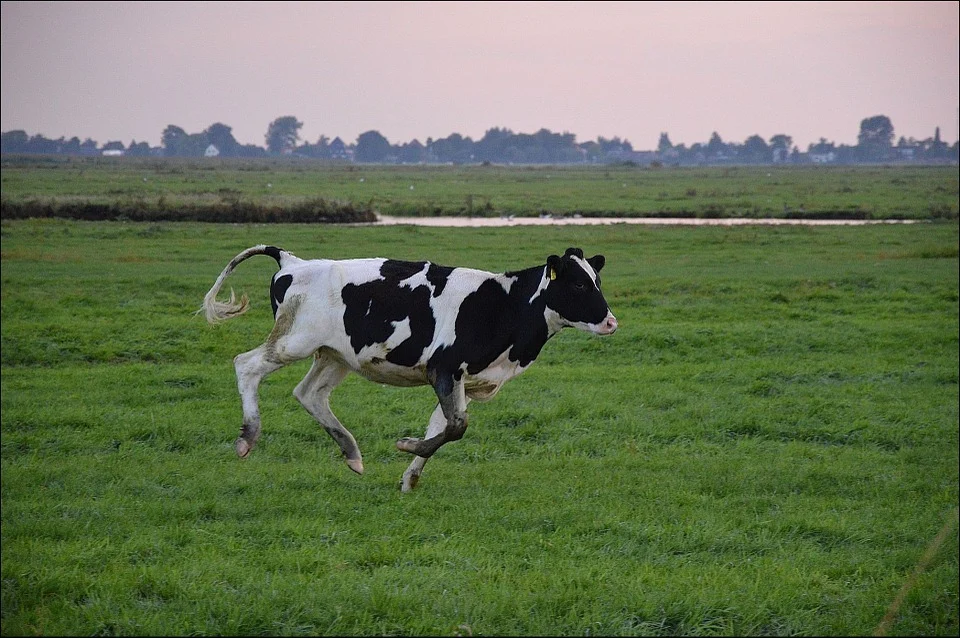 How fast is a cow?