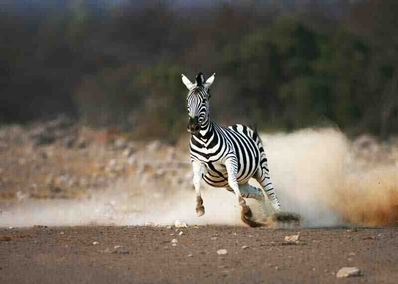 How fast is a zebra?
