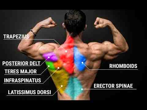 How long back muscles grow?