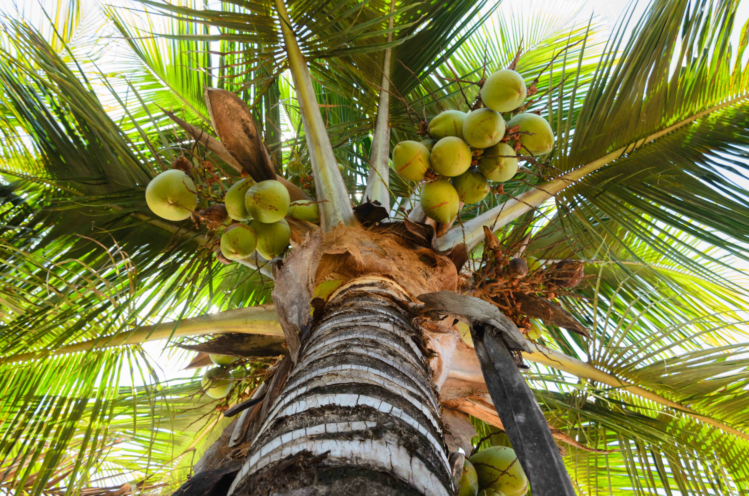 How old do coconut trees live?