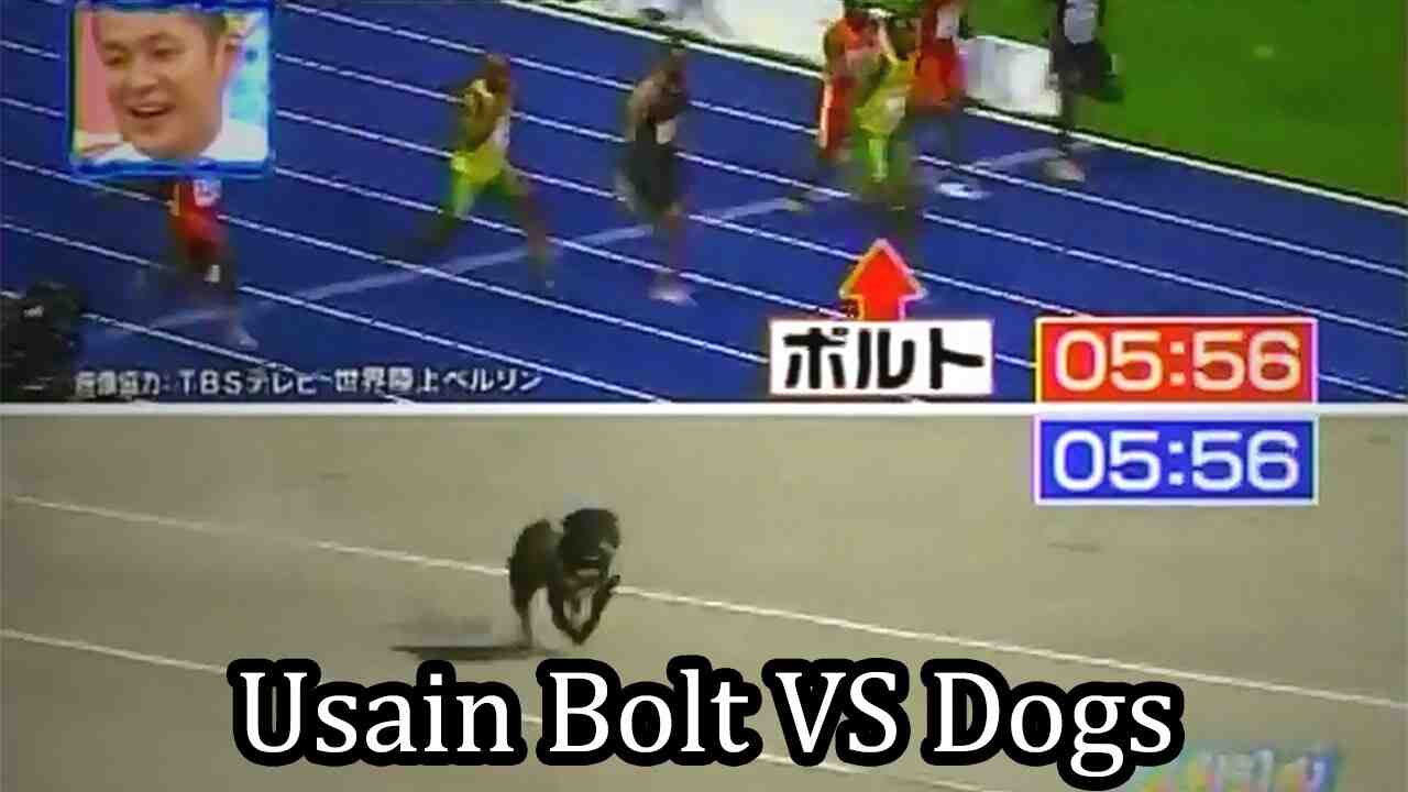 Is Usain Bolt faster than dog?
