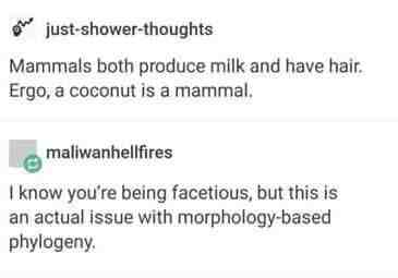 Is a coconut technically a mammal?