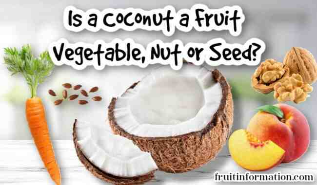 Is coconut a fruit or veggie?