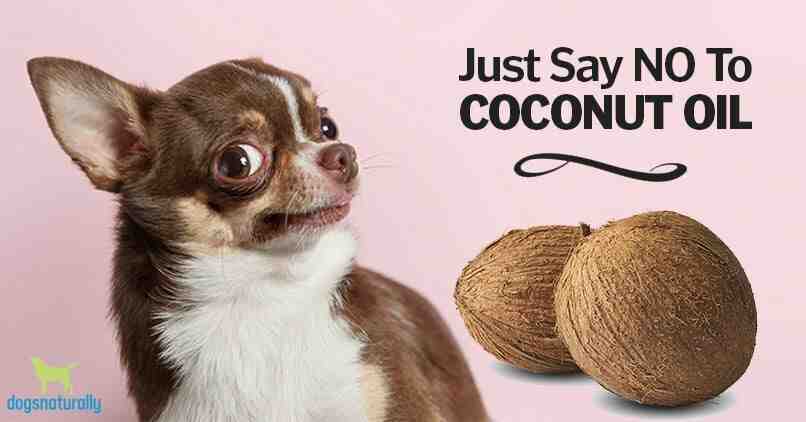 Is coconut good for dogs?