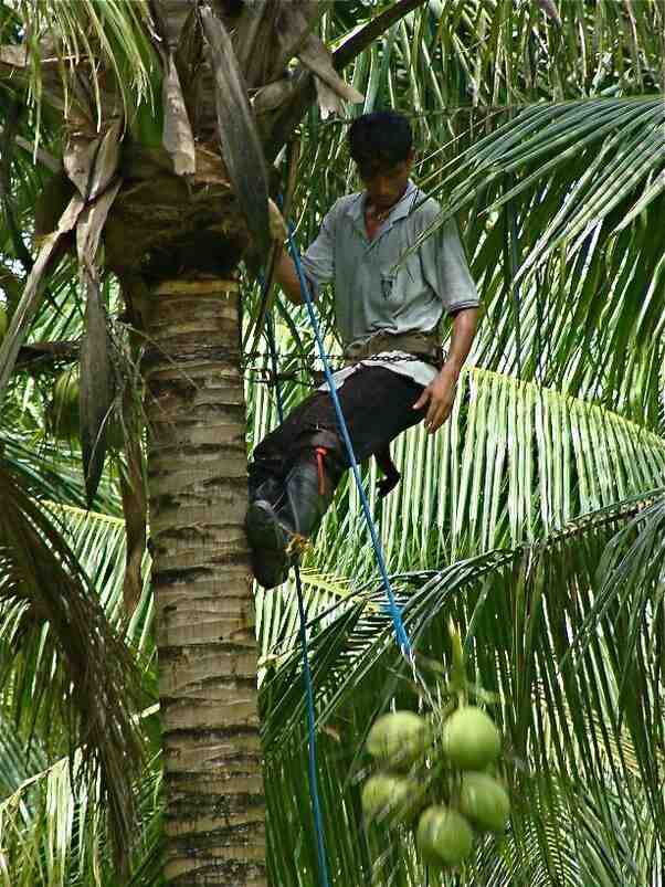 Is cutting coconut tree a sin?