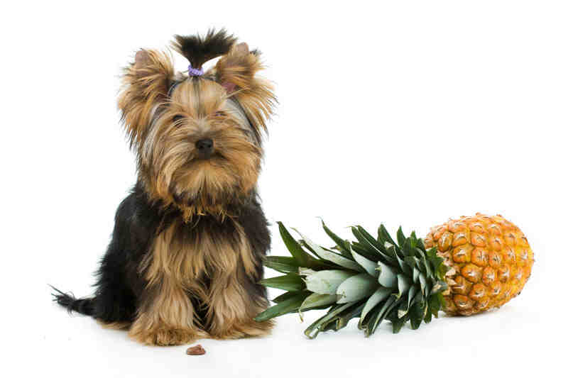 Is pineapple good for dogs?