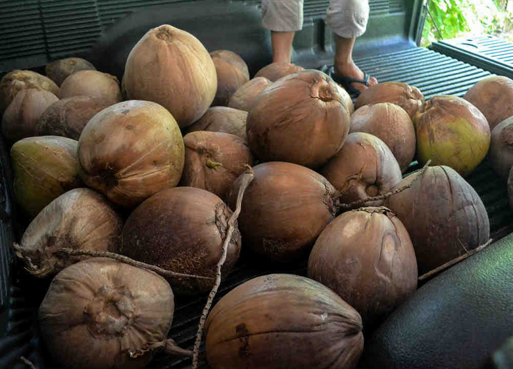 Should you eat brown coconuts?