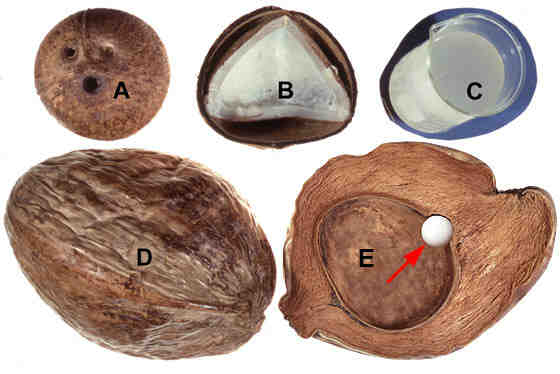 What is coconut stone?