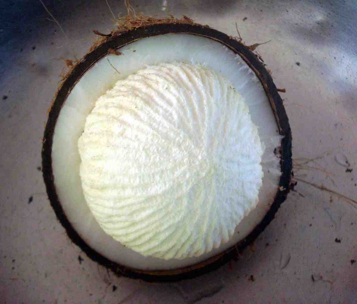 What is inside a coconut?