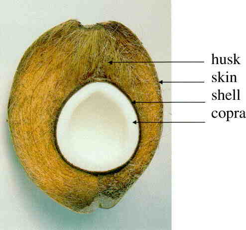 What part of a coconut is the husk?