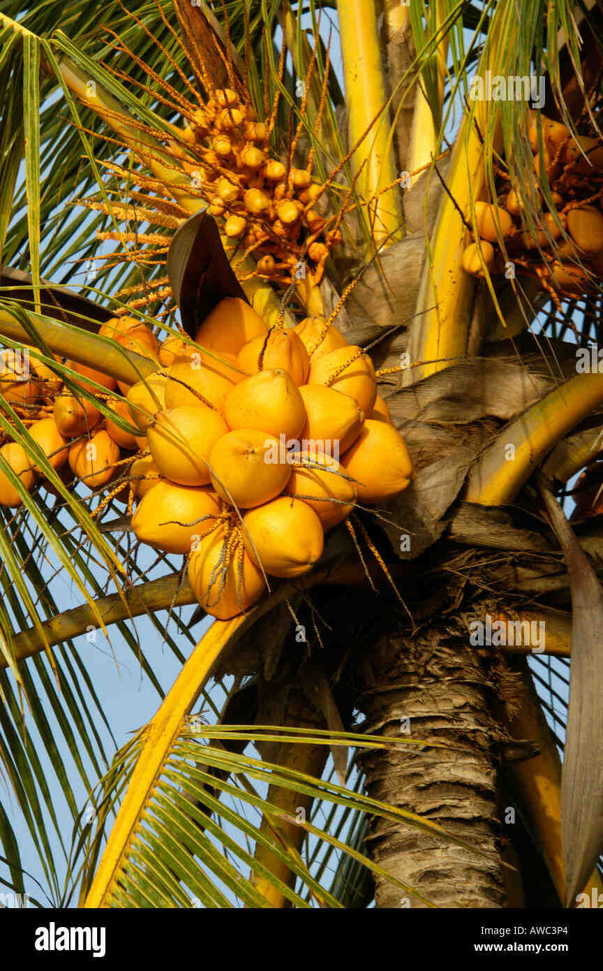 Where are golden coconuts?