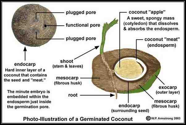 Where is the seed in a coconut?
