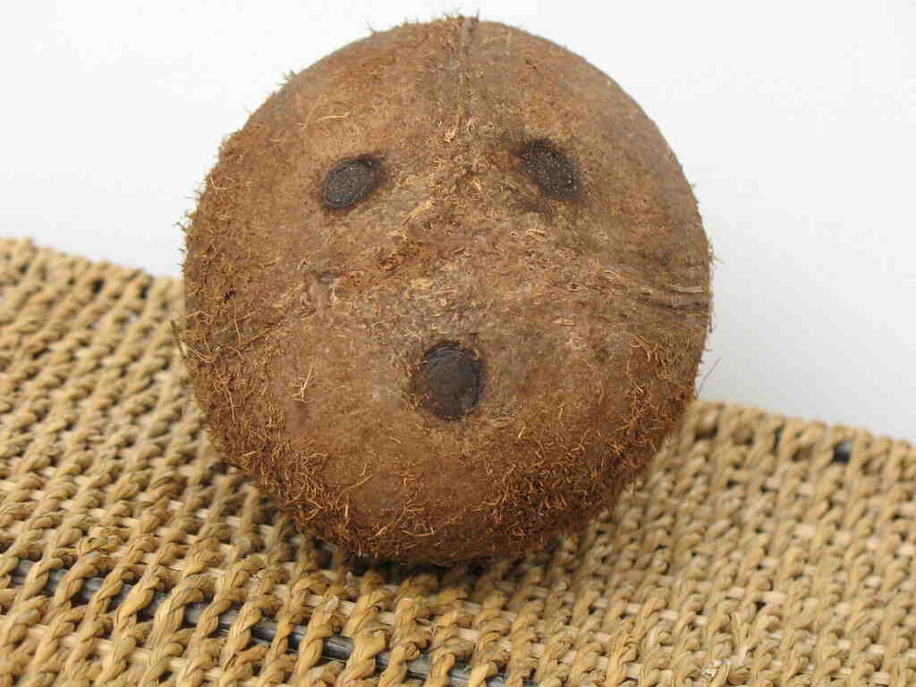 Why does a coconut have a face?