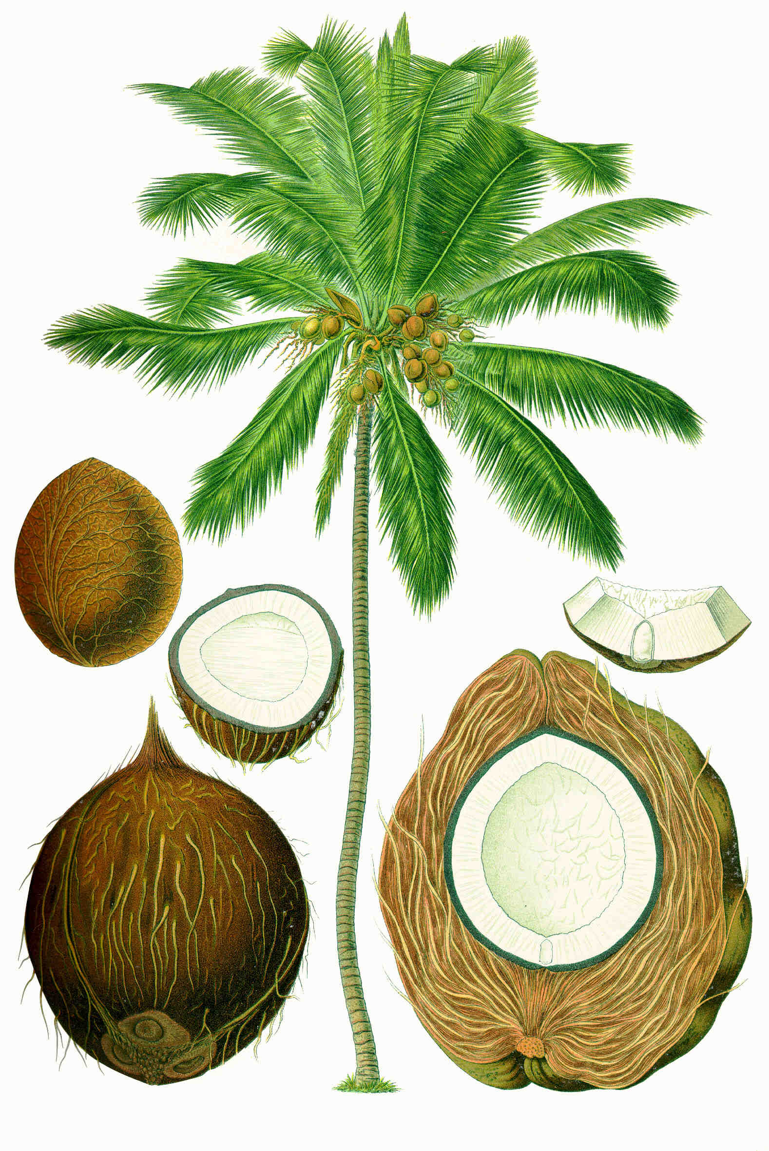 Why is coconut called coconut?